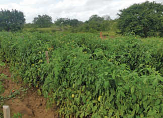 Accessing Africa’s food markets