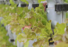 New association for vertical farmers in Africa