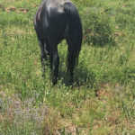 A horse grazing in a paddock with an abundance of nitrate-loving weeds.
