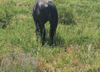 A horse grazing in a paddock with an abundance of nitrate-loving weeds.