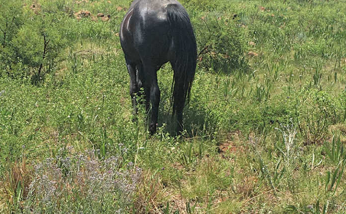A horse grazing in a paddock with an abundance of nitrate-loving weeds.
