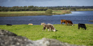 €100 million in Brexit compensation for Irish beef farmers