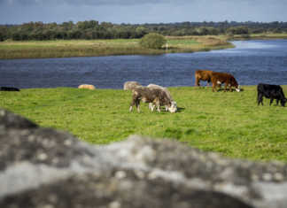 €100 million in Brexit compensation for Irish beef farmers