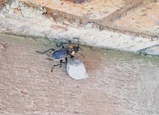 Anthia beetle