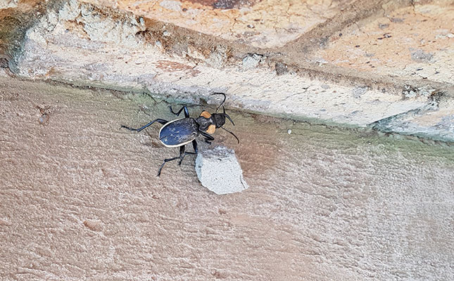 Dealing with Anthia beetles in your paddocks