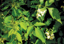 Know your invasive species Balloon vine