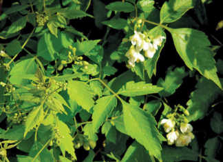 Balloon vine