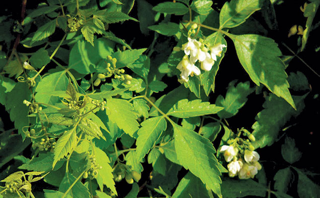 Know your invasive species Know your invasive species