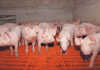 More African swine fever outbreaks reported
