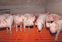 More African swine fever outbreaks reported
