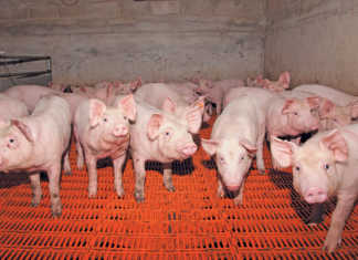 More African swine fever outbreaks reported