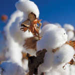 80% increase in Indian cotton imports due to severe drought