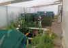 Aquaponics: get it right, or grow veggies on their own! Cut-down domestic water tanks