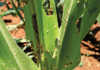 Fall armyworm larvae can cause damage to maize