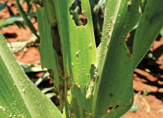 Fall armyworm larvae can cause damage to maize