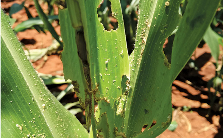 Researchers advance in fight to control fall armyworm Researchers advance in fight to control fall armyworm