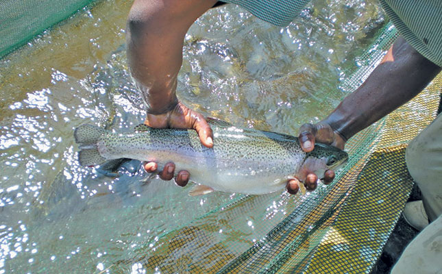 Debate about humane killing of fish rages on Debate about humane killing of fish rages on