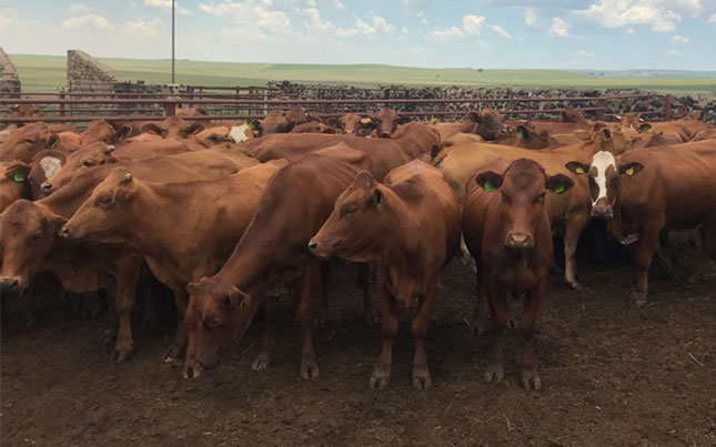 Traceability system on track, says SA Feedlot Association Traceability system on track, says SA Feedlot Association