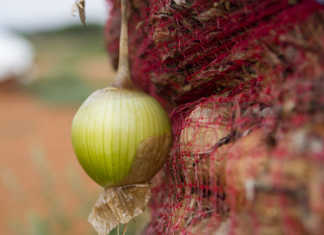 ‘Many factors impact vegetable price fluctuations’