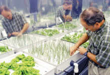 Getting started with hydroponics NASA plant physiologist Ray Wheeler checks onions being grown using hydroponic techniques.