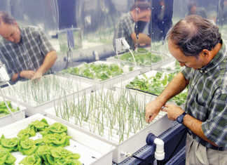 NASA plant physiologist Ray Wheeler checks onions being grown using hydroponic techniques.