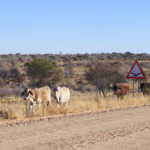 Drought devastates Namibia in first quarter of 2019