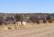 Drought devastates Namibia in first quarter of 2019