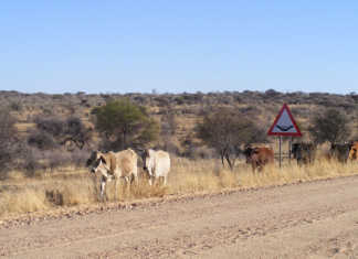 Drought devastates Namibia in first quarter of 2019