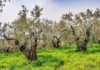 EU olive industry under threat from killer pathogen