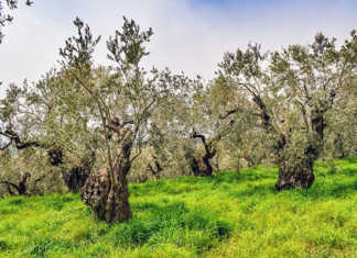 EU olive industry under threat from killer pathogen