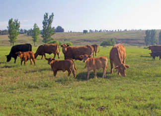 Brangus cattle