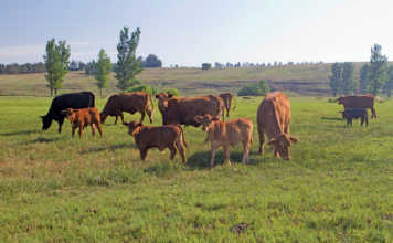 Brangus cattle