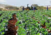 cabbage crop