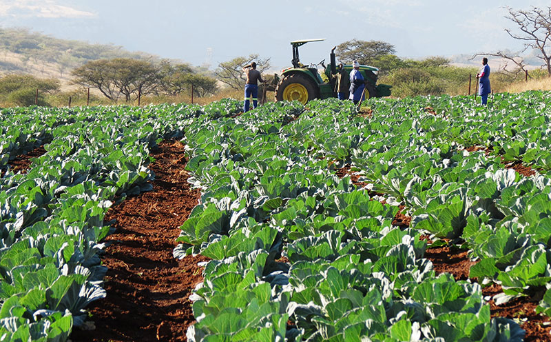 cabbage crop
