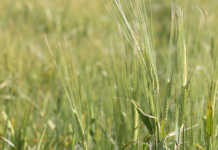 Craft beer niche market could see barley production rise