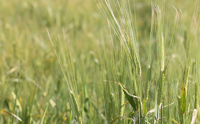 Craft beer niche market could see barley production rise Craft beer niche market could see barley production rise