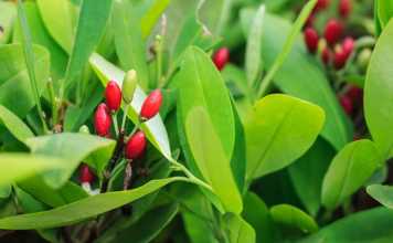 Helping farmers in Colombia swop coca for coffee