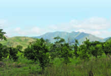 SA’s foot-an-mouth disease outbreak officially over