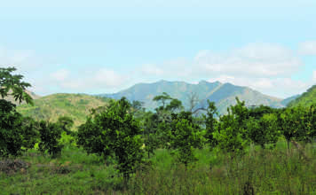 SA’s foot-an-mouth disease outbreak officially over