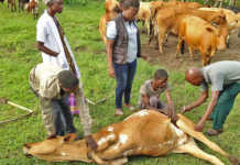 SA farmers urged to be vigilant against anthrax Deomocratic Republic of Congo