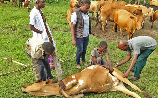 SA farmers urged to be vigilant against anthrax SA farmers urged to be vigilant against anthrax