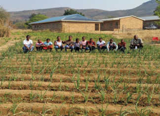limpopo-school-garden