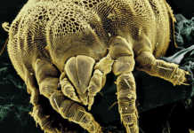 Dealing with external parasites on chickens A mite