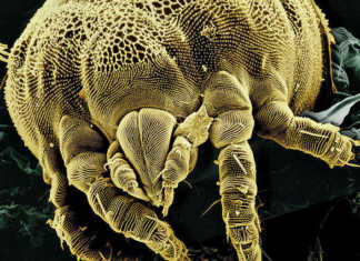 A mite