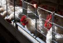 Failing municipal infrastructure could cost Astral R85 million