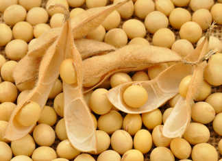 China to increase soya bean output amid trade tensions