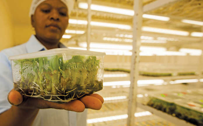 A tub with in vitro plants
