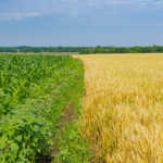 EU maize imports increase 40% in current marketing season