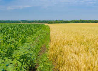EU maize imports increase 40% in current marketing season