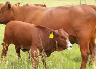 Bonsmara cow and calf